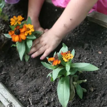 Sådan skal du plante stauder og prydgræsser